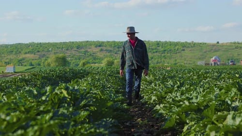 Front View of Male Farmer Walking Through Vegetable Field Analyzing Their Condition for Harvest