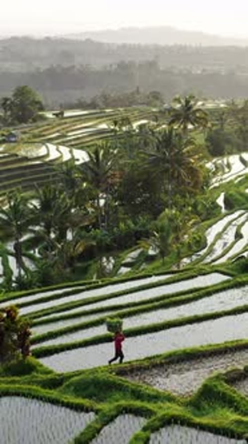 Worker Carries Harvest Through Rice Terraces in Asia