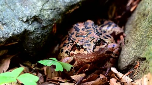 common European frog in the forest