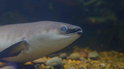 Close up shot of an eel is hanging out at the bottom of the seas near a coral reef. His eye is blue.