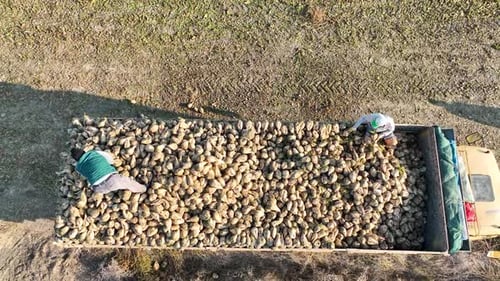Sugar Beet Harvesting