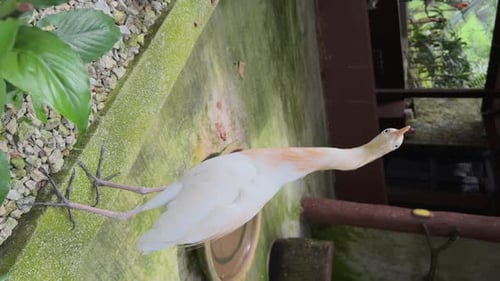 Elegant Cattle Egret Bird with White and Yellow Plumage Located Near Building