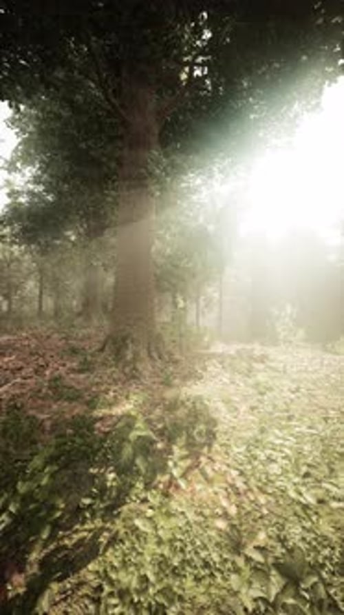 Sunlight Filters Through Trees in a Serene Forest During the Morning