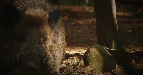 Close-up of a Wild Boar in the Forest