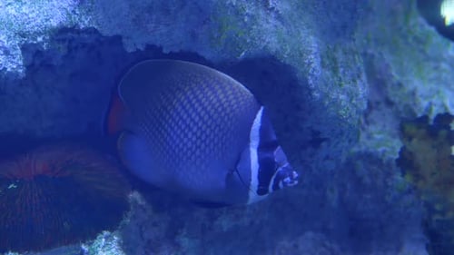 Aquarium Fish in Water Close Up