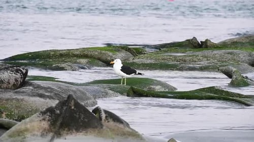 A lone seagull stands on sand bags on the edge of a beach
