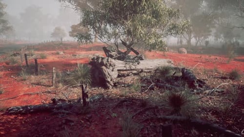 Misty Morning Landscape with Eucalyptus Trees and Red Earth in Rural Australia