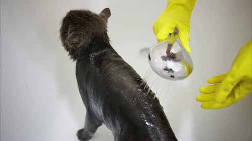 Cat Being Washed in Bathtub with Shower Head