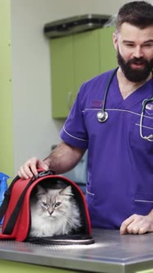 Veterinarian Comforts Cat Inside Pet Carrier