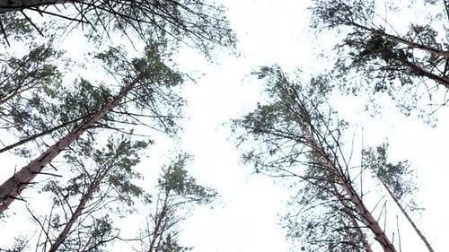 View Up Bottom View of Pine Trees in Forest