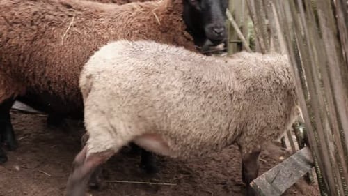 Eine Schafherde weidet friedlich in einer rustikalen Farmumgebung inmitten der Natur Detaillierte Nahaufnahme von