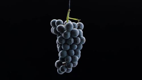 Bunch of Dark Grapes Suspended on String