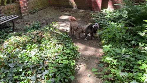 Adorable Red Poodle and Playful 9-Week-Old Puppy Elo Have a Blast in the Garden!