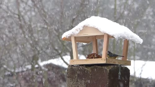 Blue tit and then great tit taking seeds from a bird feeder in snowy winter. Slow motion.