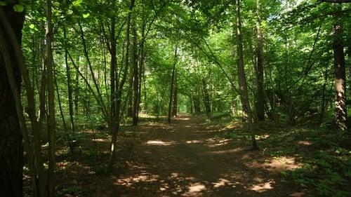Walk Through a Summer Forest Trail with the Sun Shining Through the Lush Green Foliage POV