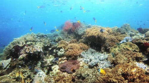 Ocean, water and school of fish in coral reef or deep blue sea of Raja Ampat