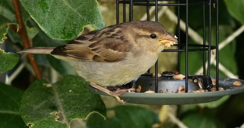 House sparrow , adult, female, eating on a bird feeder, France