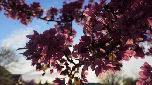 Pink Flowers Blossoming on Tree in Springtime