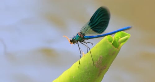 La bella demoiselle (Calopteryx virgo) es un caballito del diablo europeo que pertenece a la familia