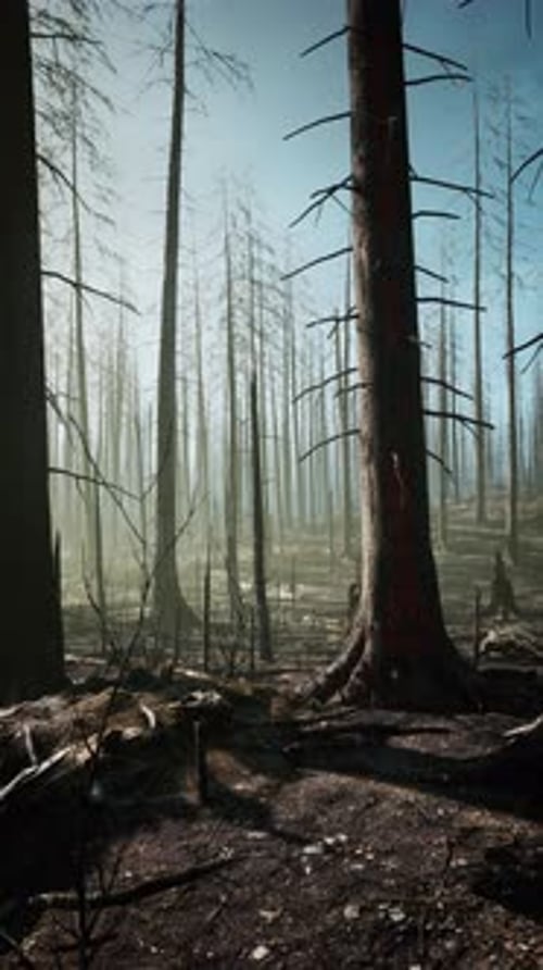 Tall Trees in a Burnt Forest