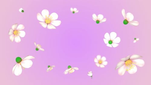 Rotierende weiße Frühlingsblumen-Hintergrundschleife