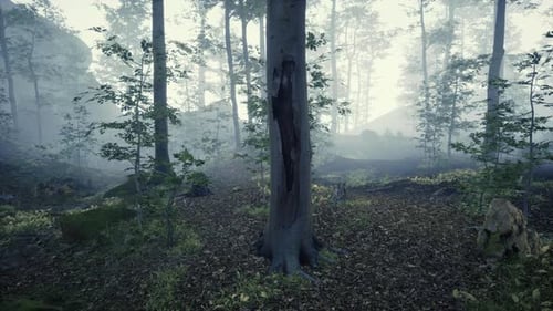 Panoramic View of the Majestic Evergreen Forest in a Morning Fog