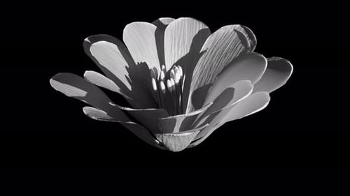 White Fantasy Flower Isolated on Black