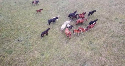 Horses Run Through Green Field, Aerial View