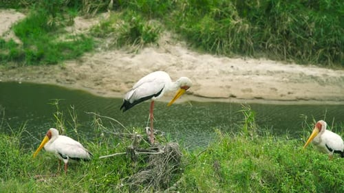 Three Yellowbilled Storks Stand in Grass Beside a Muddy Riverbank with One Bird Preening in the