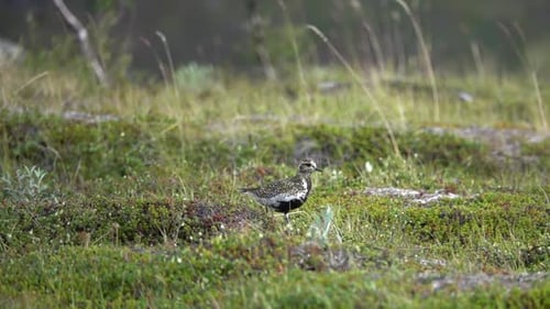 European Golden Plover guarding nest, sweden