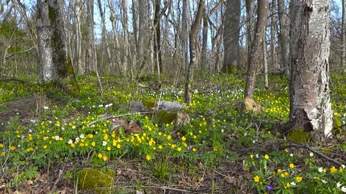 Panning over colorful yellow and white flowers on mystical forest ground at Puhtu National Park