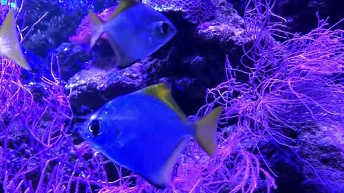 Golden Pterophyllum scalars float underwater over the seabed and reef. Exotic tropical Angelfish