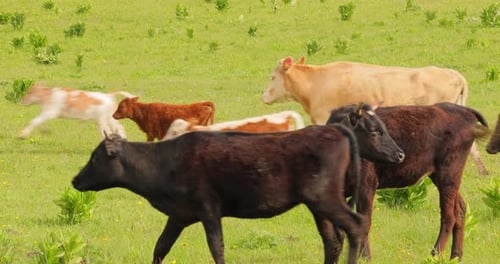 Kühe weiden zusammen auf einem Feld. Kühe rennen in die Kamera.