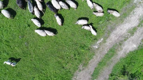 A Herd of Sheep Runs Across a Green Field in the Countryside
