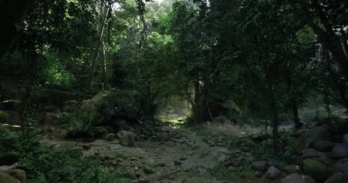 Nature Walk Through Mystical Forest Path with Sunlight