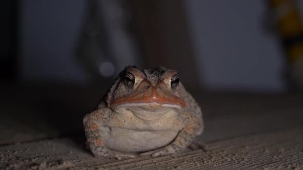 Close up of a southern toad's face while it sits waiting for food ...