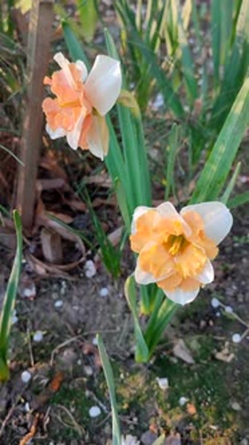 Narcissus Beautiful Flower White Orange Petals Stamens Green Leaves Vertical