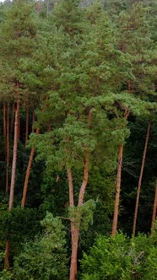 Pine trees. Green forest in summer. Background of tall trees in the wood. Beautiful nature.