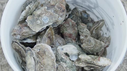 Fresh Oysters in White Bucket, Close Up
