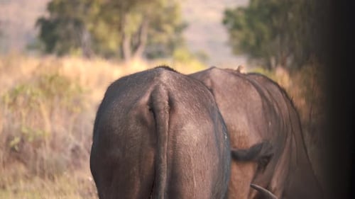 Rumas de búfalos africanos pastando en la sabana africana.