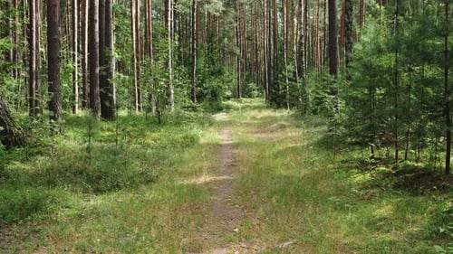 Summer Forest Background Slow Movement on a Forest Road