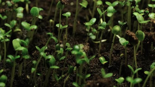 Growing seeds rising from soil time lapse 4k footage.
