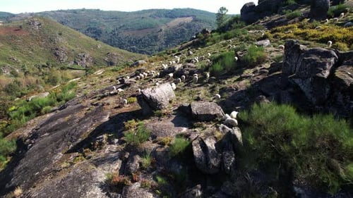 Schafe grasen in den Bergen. Eine Schafherde wandert durch die Berge. Luftbild.