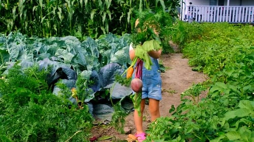 a Child Harvests in the Garden Selective Focus