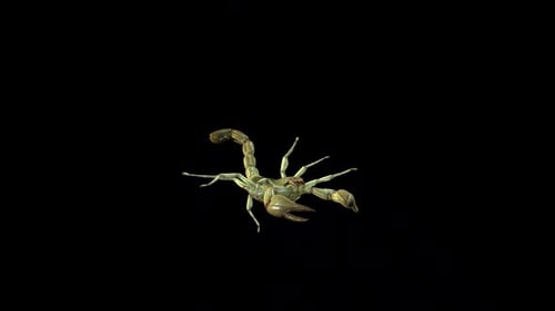 Realistic 3D Animated Scorpion Walk Cycle