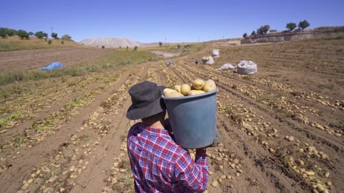 Modern farmer carries potatoes in the field, works.