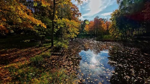 Autumn beautiful golden mixed leaves water pond in forest fall season sun reflection