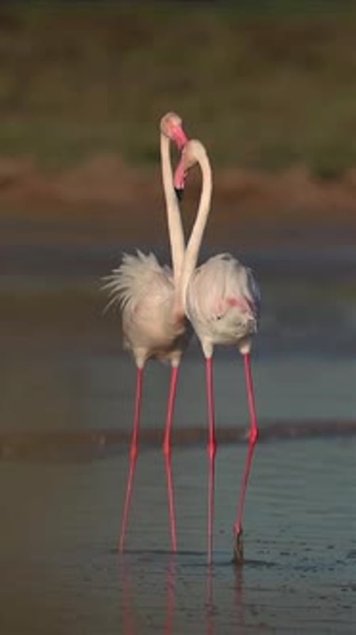 Les flamants roses semblent attaquer leur groupe