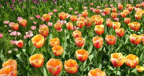 A flower bed of multi-colored bright tulips in a spring park.