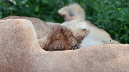 Lioness and cubs relaxing in Tanzania grassland